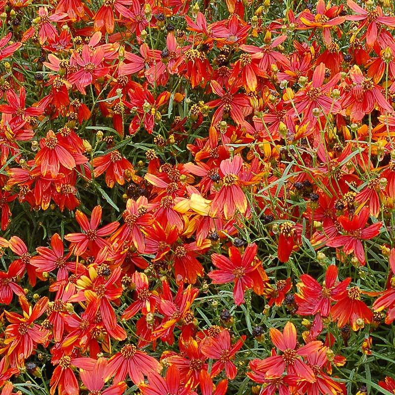 'Ladybird' Tickseed - Image 4