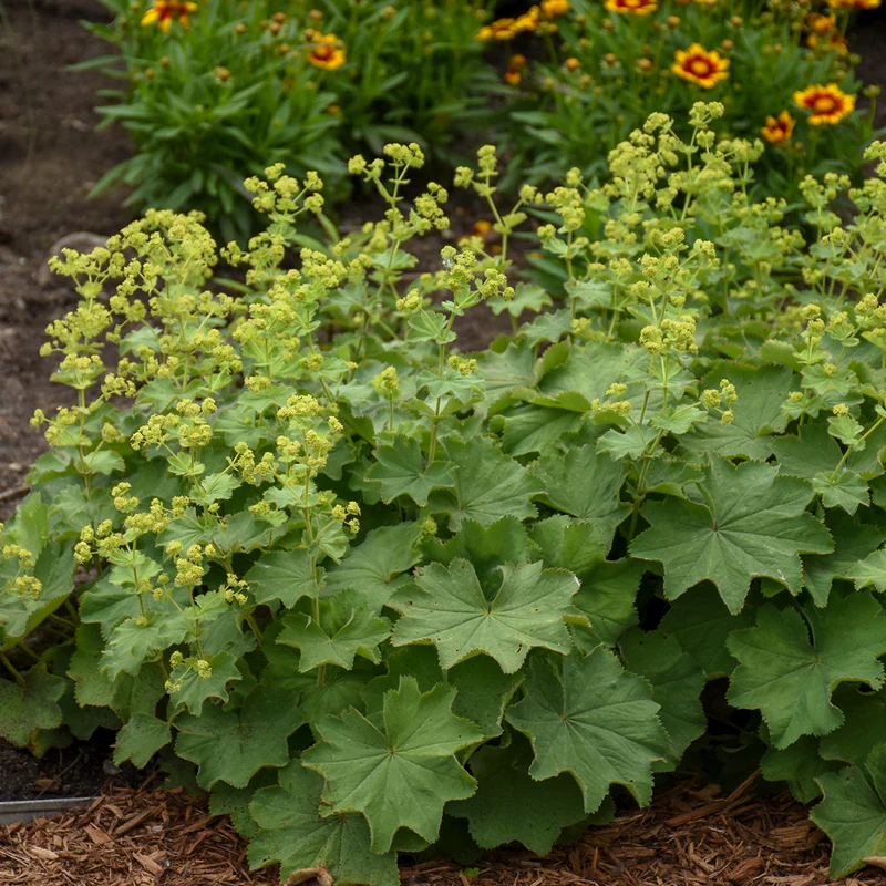 Lady's Mantle (Alchemilla)