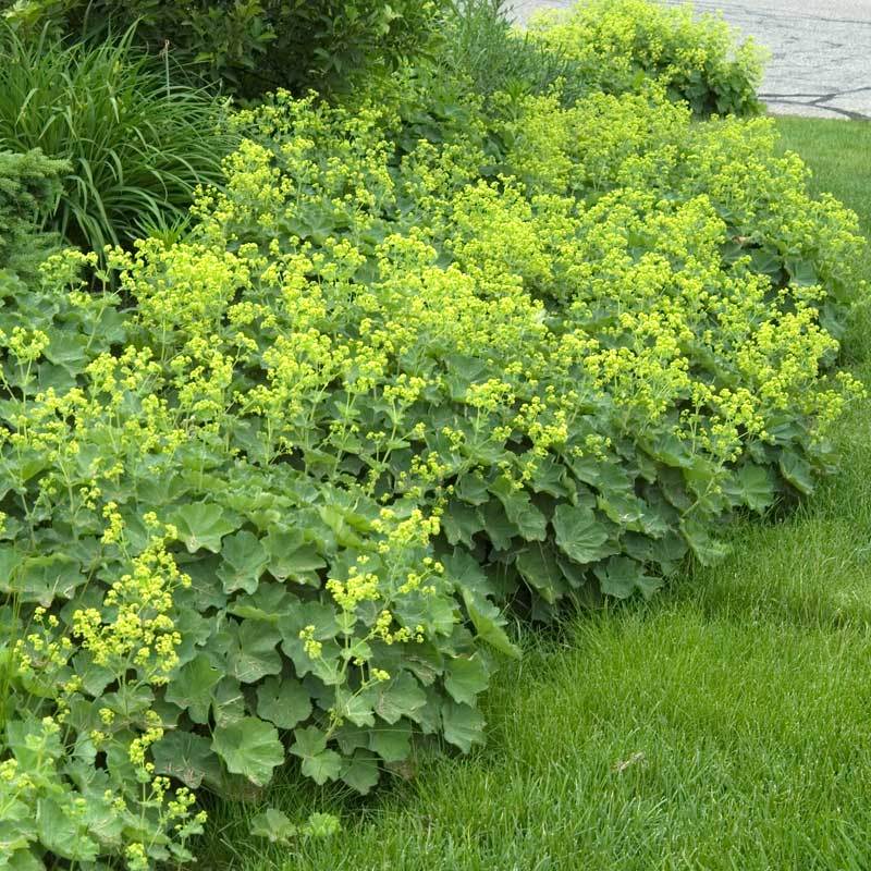 Lady's Mantle (Alchemilla) - Image 3