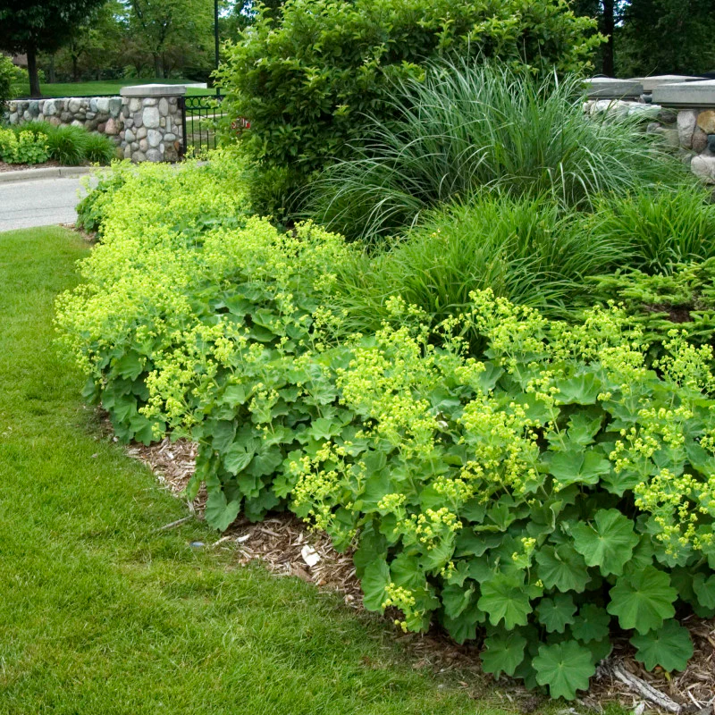 Lady's Mantle (Alchemilla) - Image 5