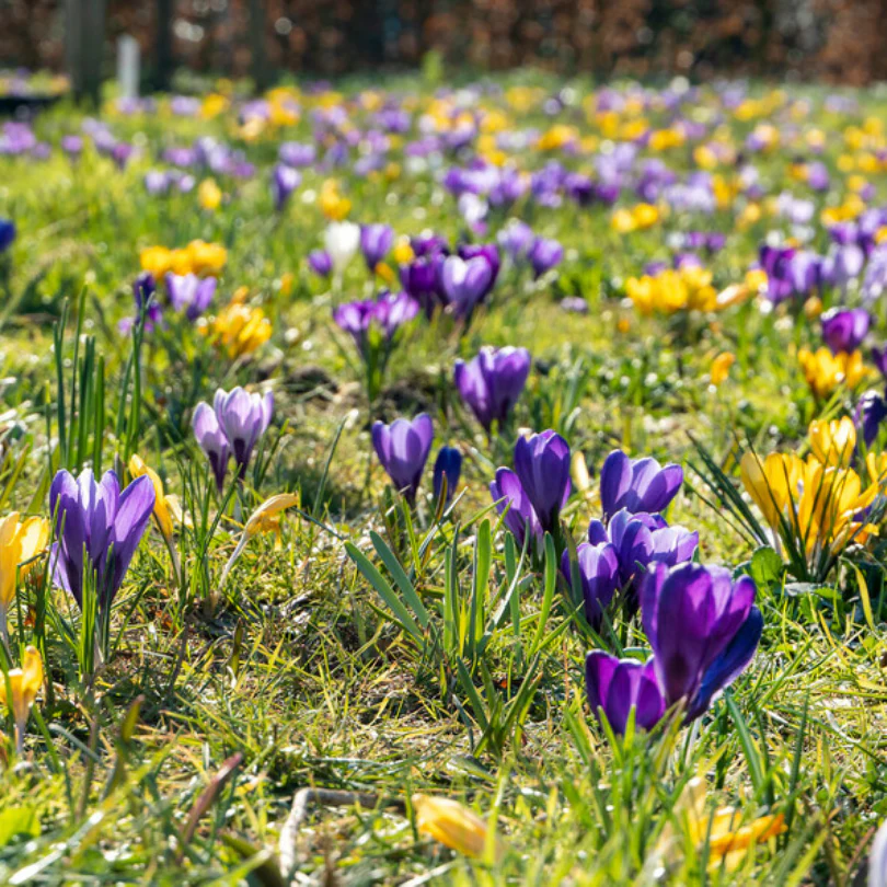 Large Flowering Crocus Mix - Image 2