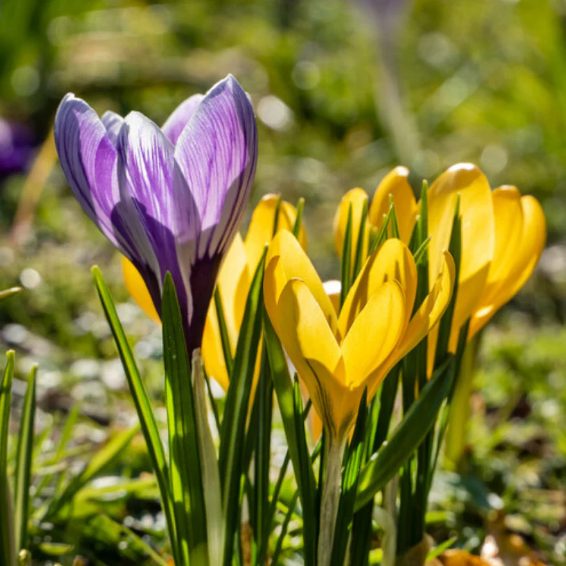 Large Flowering Crocus Mix - Image 3