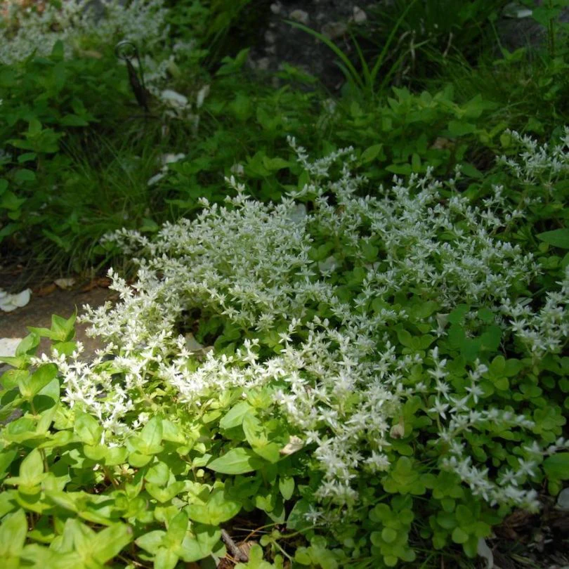 'Larinem Park' Stonecrop (Sedum) - Image 3