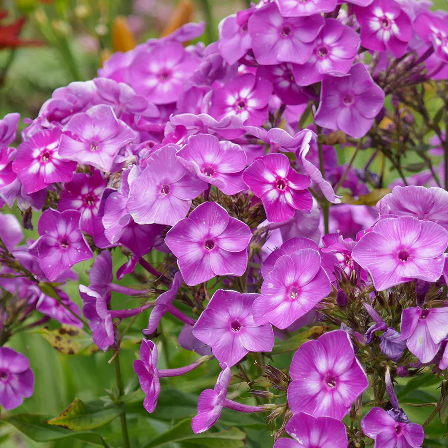 'Laura' Phlox