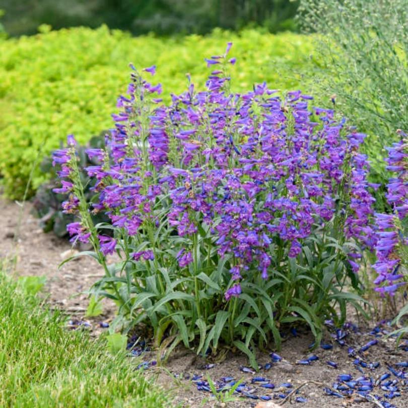 Bejeweled™ 'Lavender Sapphires' Beardtongue (Penstemon) - Image 3