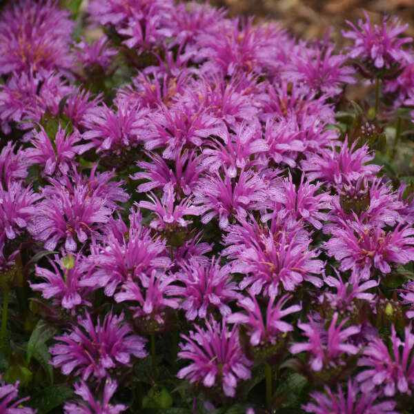 'Leading Lady Amethyst' Bee Balm (Monarda)