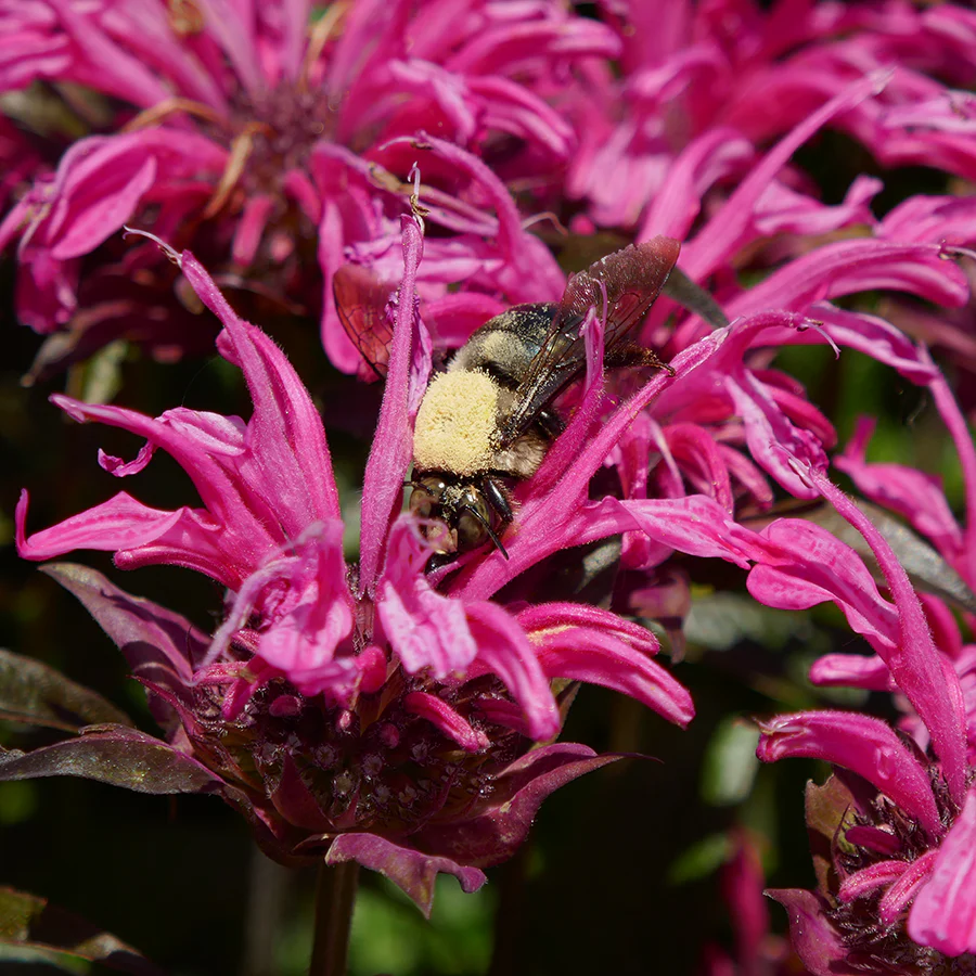 'Leading Lady Razzberry' Bee Balm (Monarda)