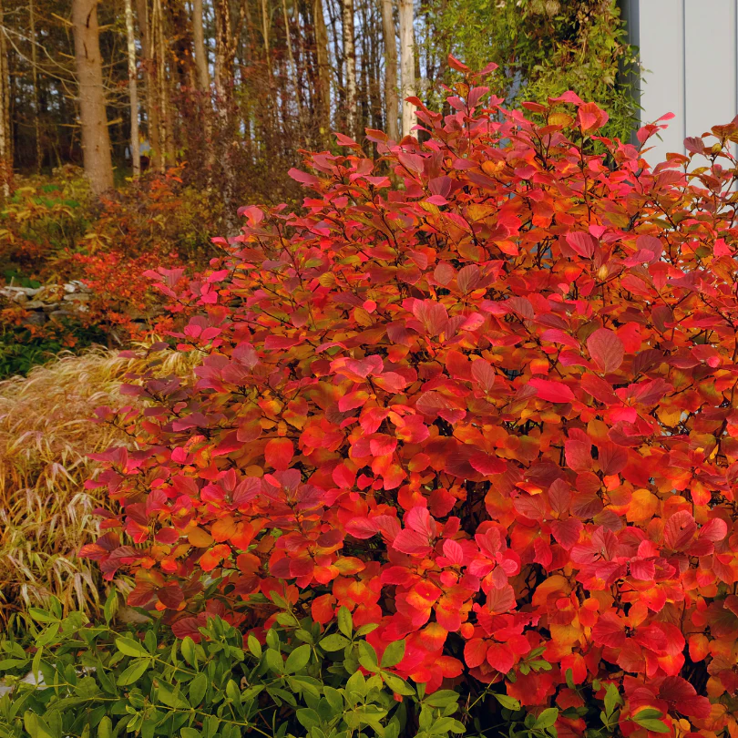 Legend Of The Fall® Bottlebrush (Fothergilla)