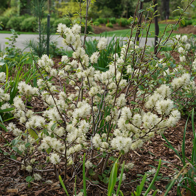 Legend Of The Fall® Bottlebrush (Fothergilla) - Image 2