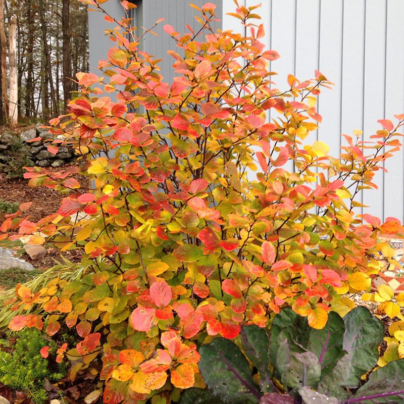 Legend Of The Fall® Bottlebrush (Fothergilla) - Image 4
