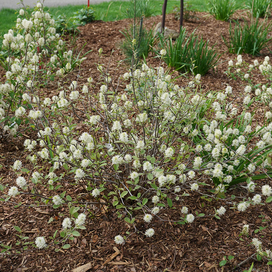 Legend of the Small™ Bottlebrush (Fothergilla)