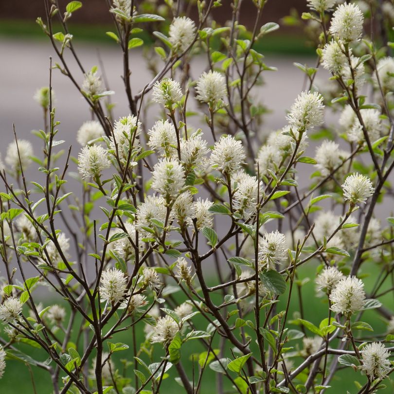Legend of the Small™ Bottlebrush (Fothergilla) - Image 2
