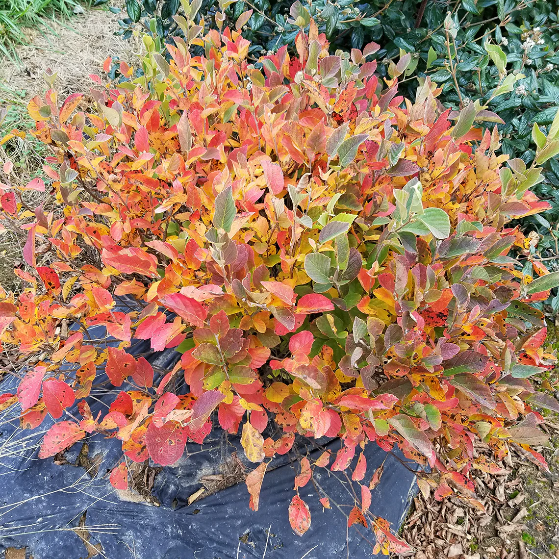 Legend of the Small™ Bottlebrush (Fothergilla) - Image 4