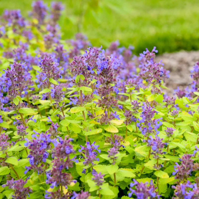 'Lemon Purrfection' Catmint (Nepeta)