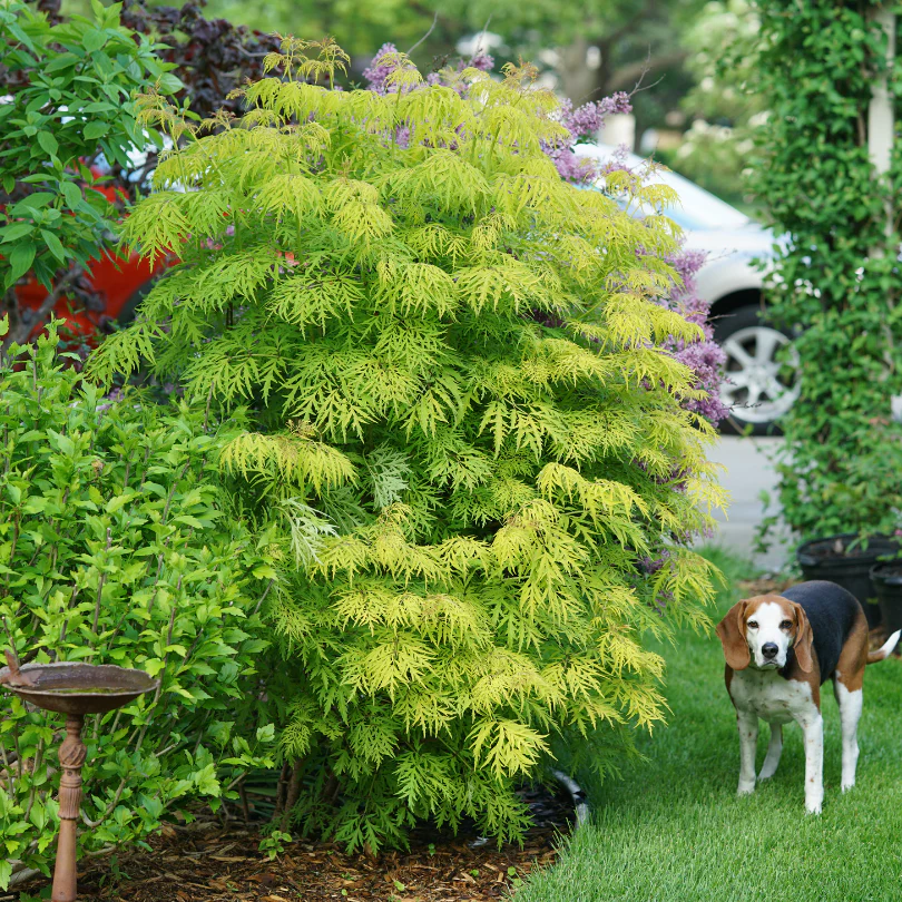 Lemony Lace® Elderberry (Sambucus)