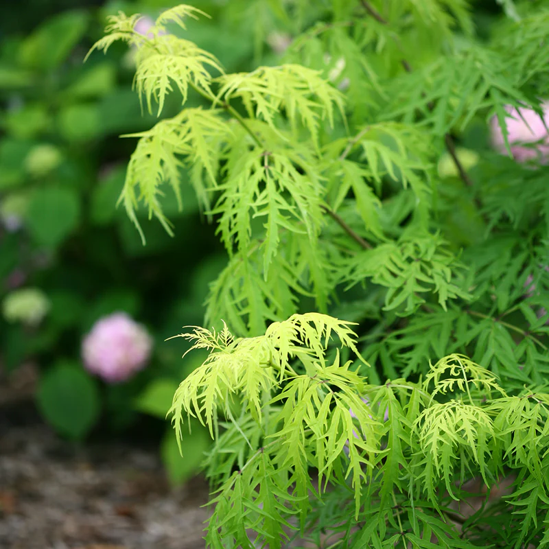 Lemony Lace® Elderberry (Sambucus) - Image 3