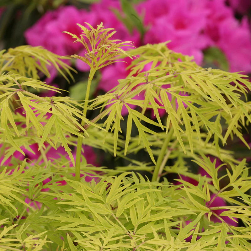 Lemony Lace® Elderberry (Sambucus) - Image 6