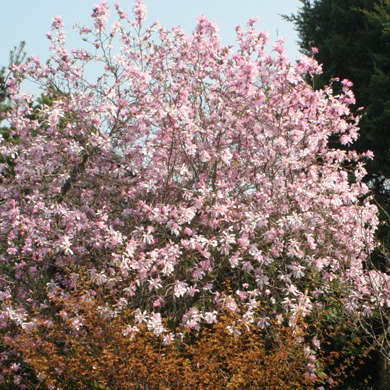 'Leonard Messel' Magnolia