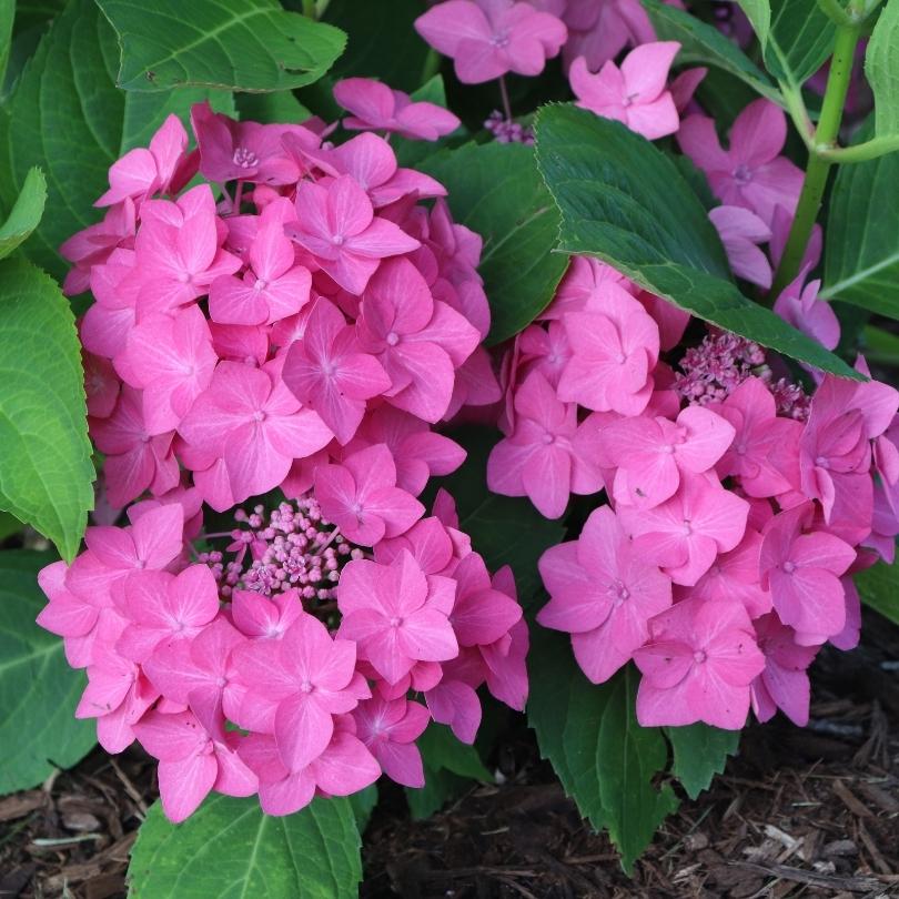 Let’s Dance Hot Stepper™ Bigleaf Hydrangea