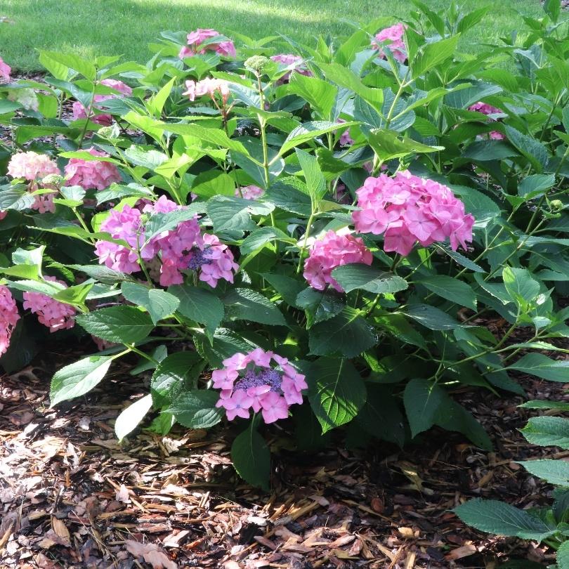 Let’s Dance Hot Stepper™ Bigleaf Hydrangea - Image 2
