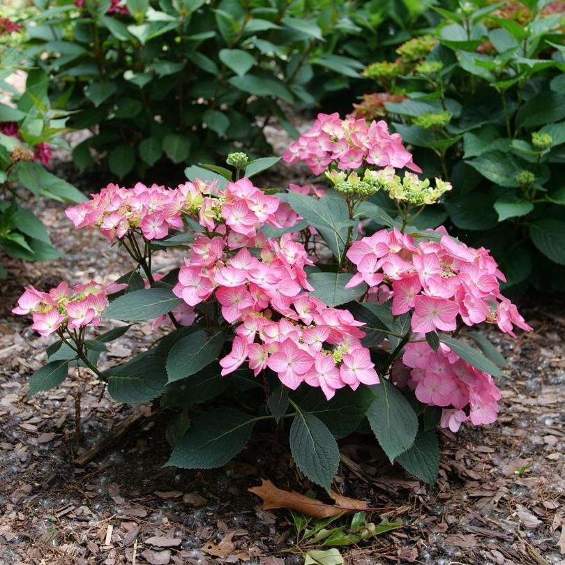 Let’s Dance Hot Stepper™ Bigleaf Hydrangea - Image 3