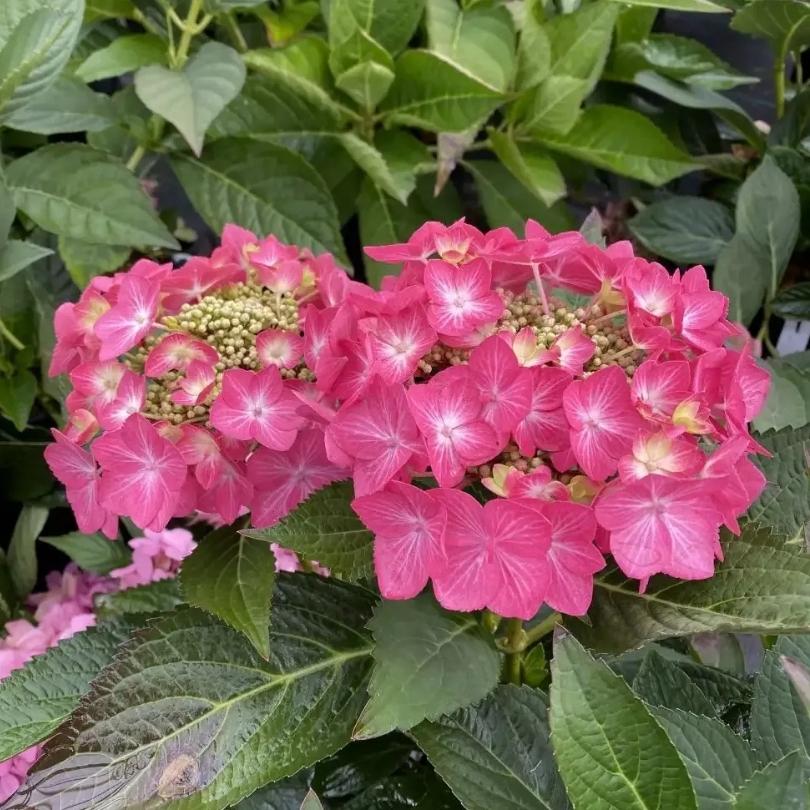 Let’s Dance Hot Stepper™ Bigleaf Hydrangea - Image 4