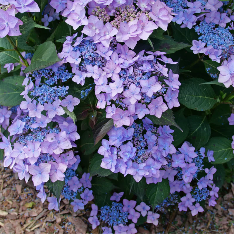 Let's Dance Can Do!® Bigleaf Hydrangea