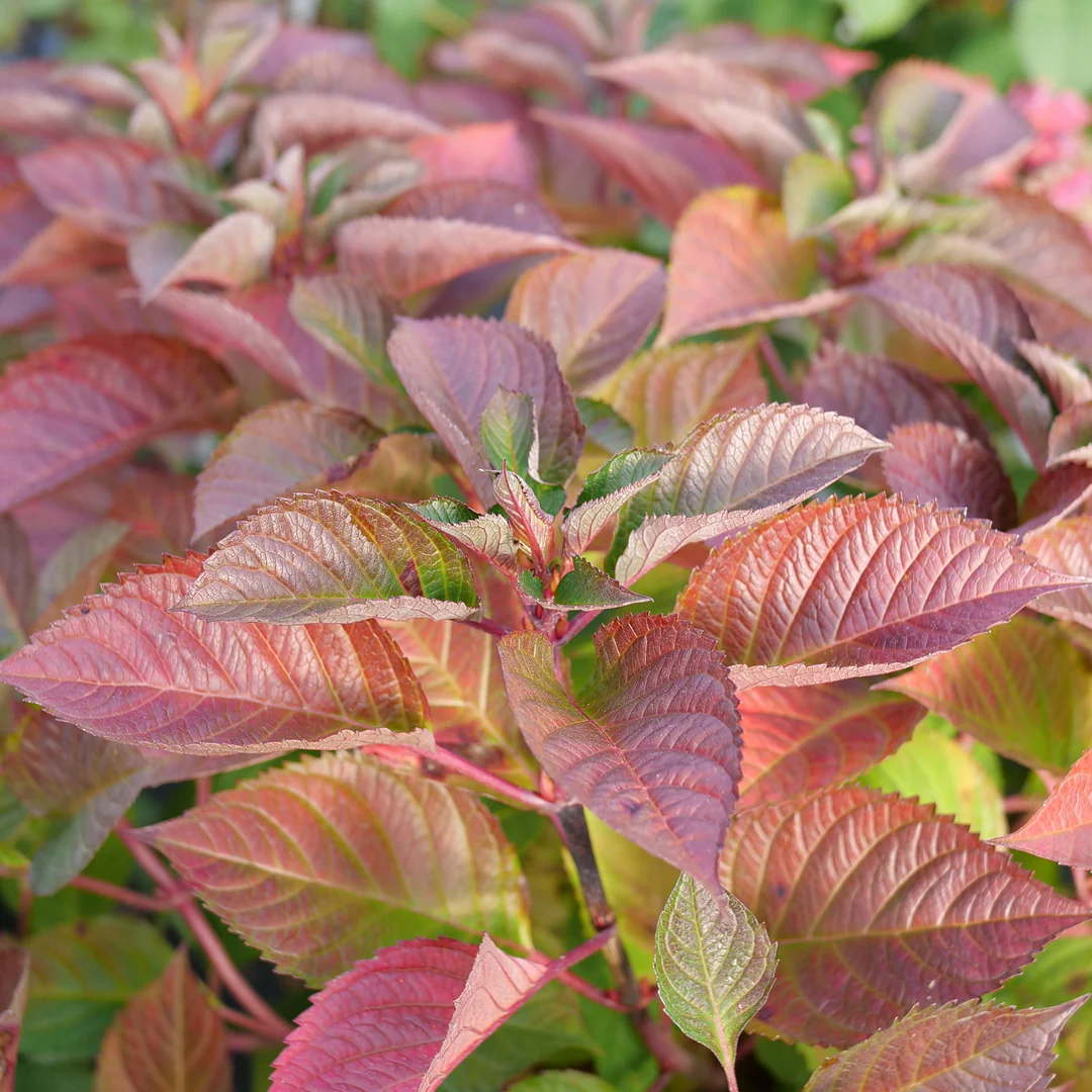 Let's Dance Lovable® Bigleaf Hydrangea - Image 4