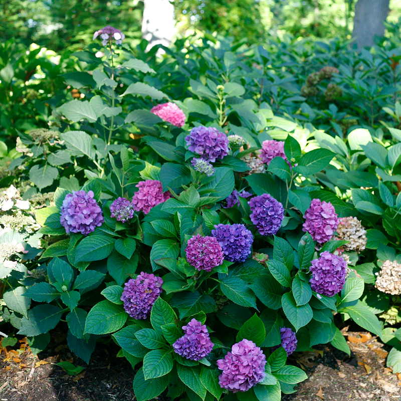 Let's Dance® Rave® Bigleaf Hydrangea - Image 2