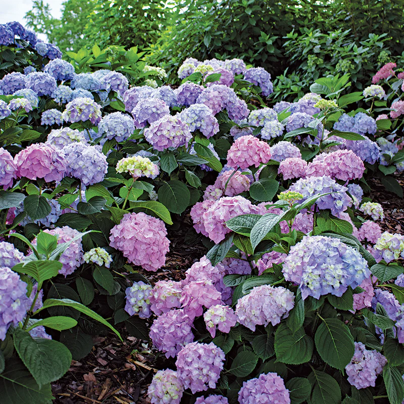 Let's Dance Sky View® Bigleaf Hydrangea