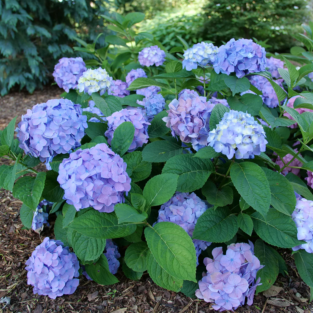 Let's Dance Sky View® Bigleaf Hydrangea - Image 3
