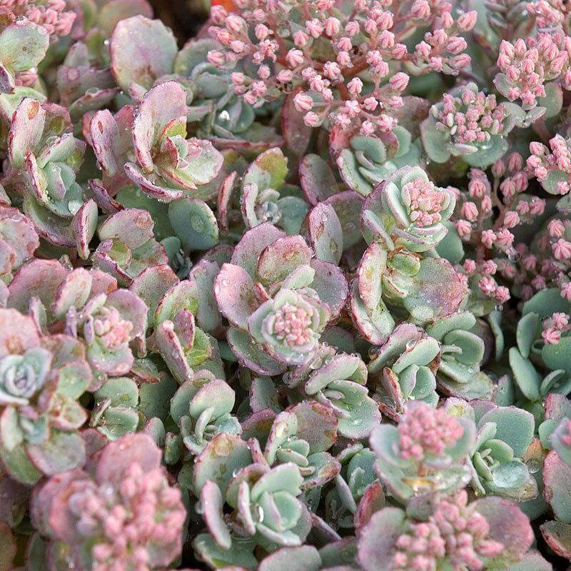 'Lidakense' Stonecrop (Sedum)