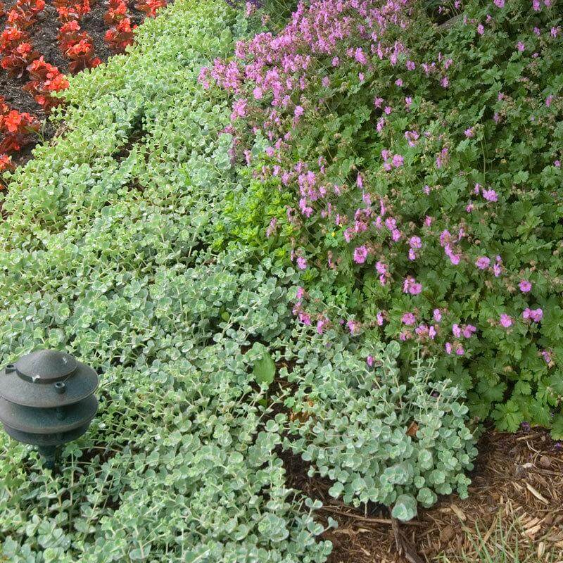 'Lidakense' Stonecrop (Sedum) - Image 2