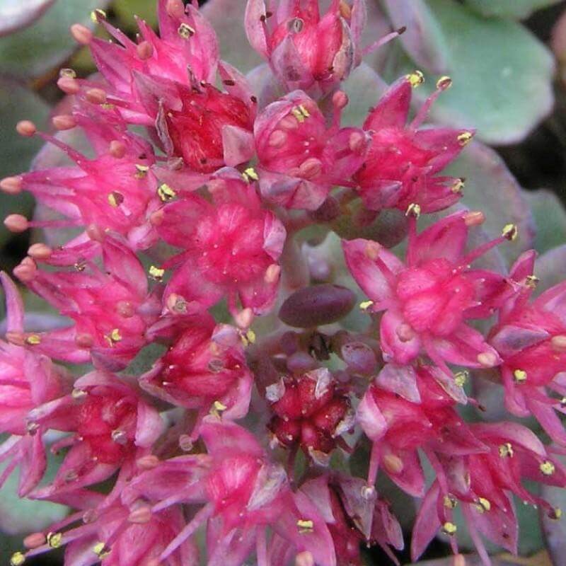 'Lidakense' Stonecrop (Sedum) - Image 3