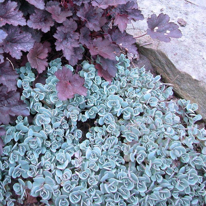 'Lidakense' Stonecrop (Sedum) - Image 4