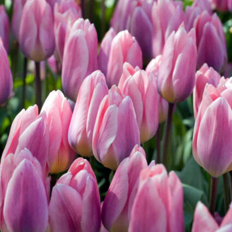 'Light and Dreamy' Tulip