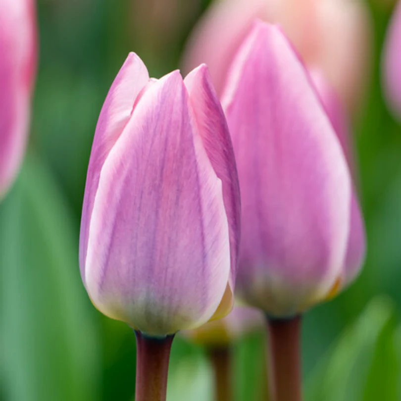 'Light and Dreamy' Tulip - Image 2
