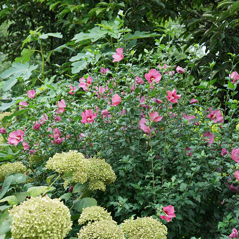 Lil' Kim® Red Rose of Sharon - Image 4