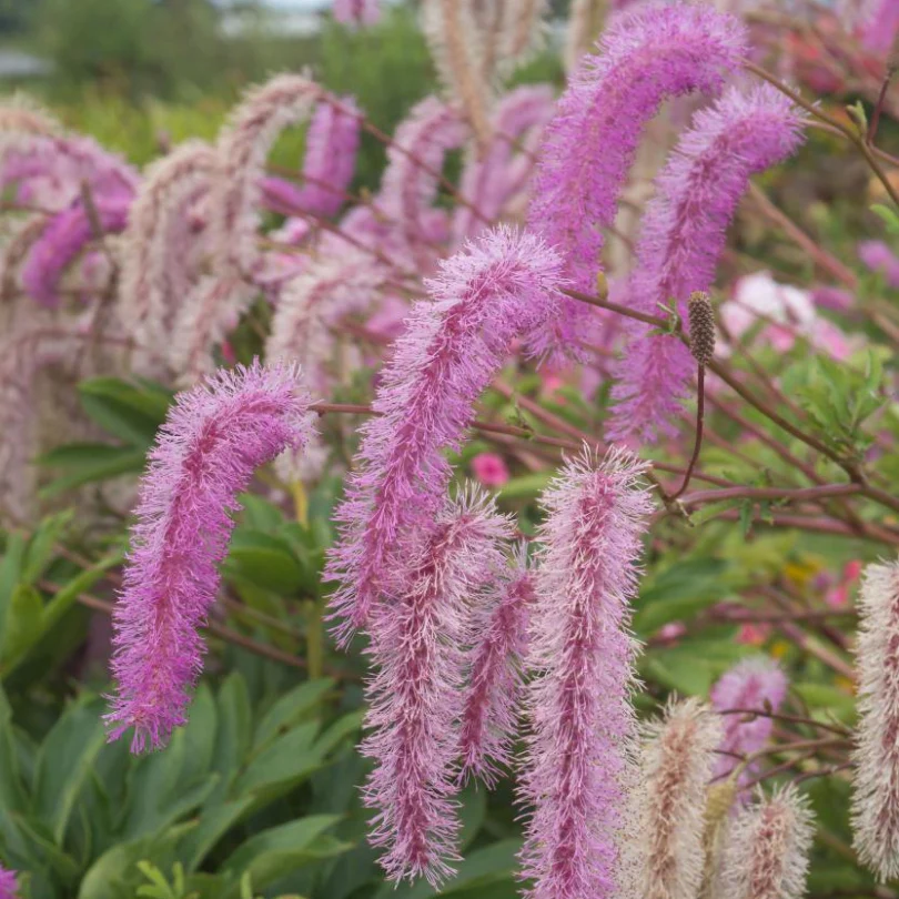 'Lilac Squirrel' Great Burnet (Sanguisorba)