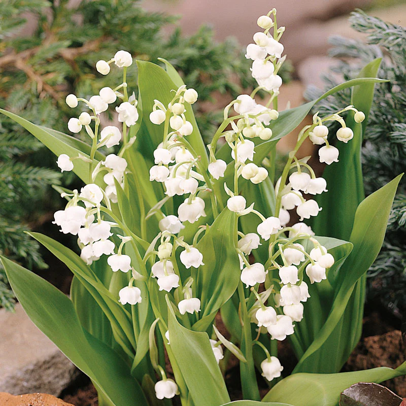 Lily of the Valley (Convallaria) - Image 3