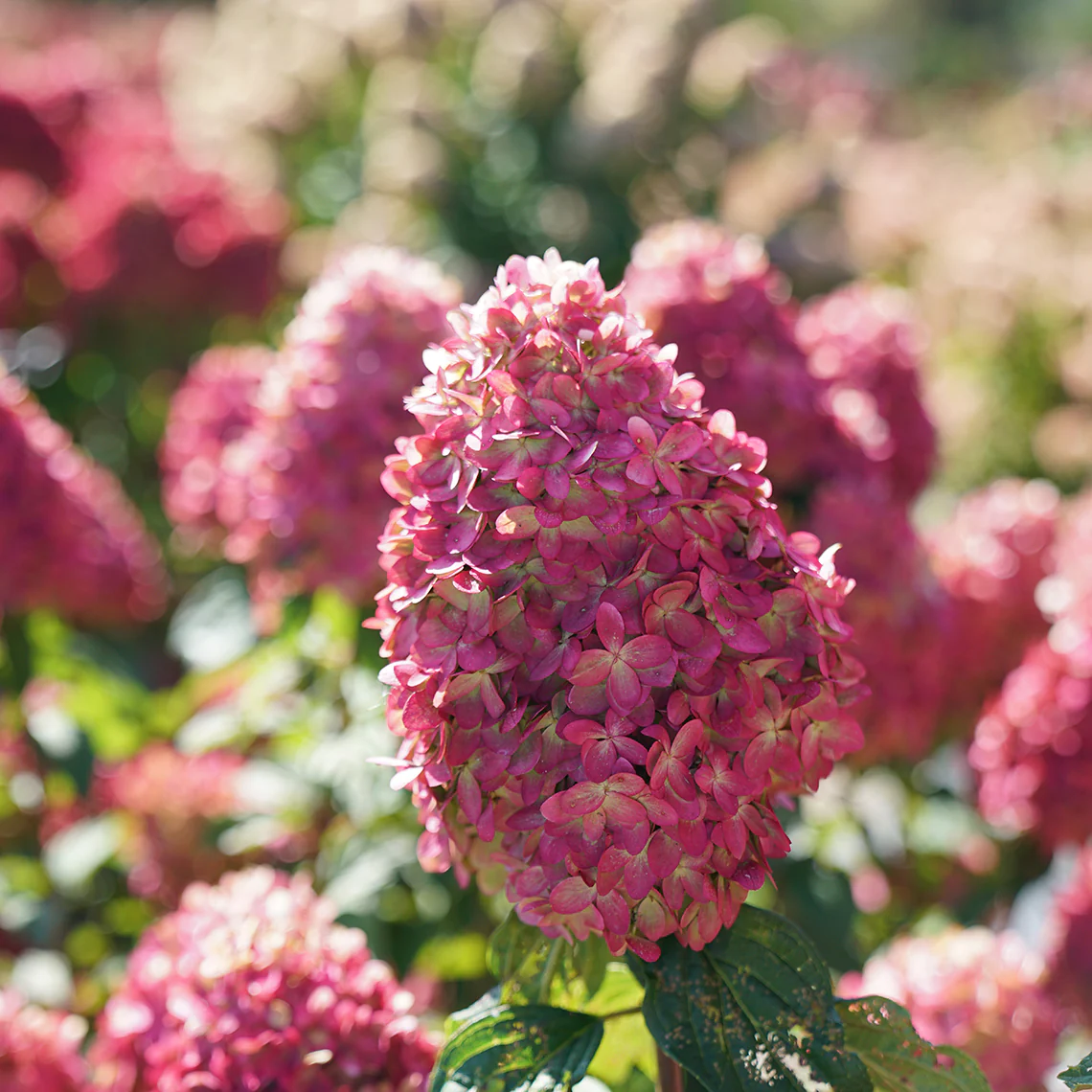 Limelight Prime® Panicle Hydrangea - Image 3