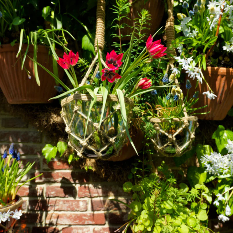 'Little Beauty' Dwarf Tulip - Image 6