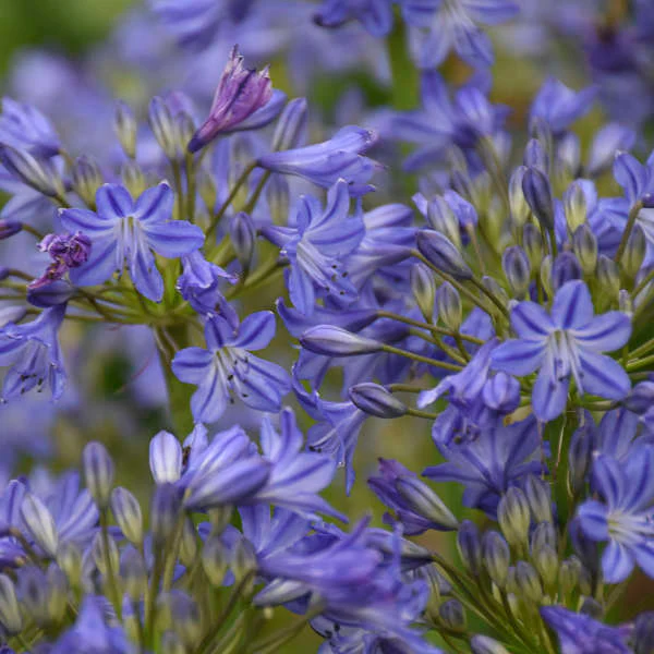 'Little Galaxy' Lily of the Nile (Agapanthus) - Image 2