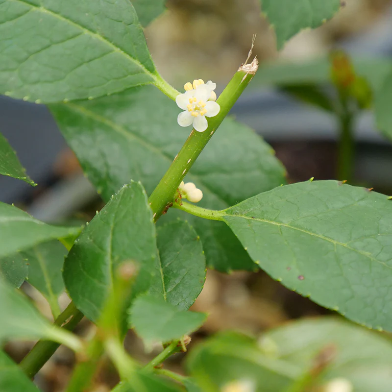 Little Goblin® Guy Winterberry Holly