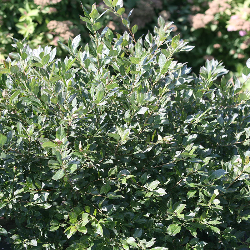 Little Goblin® Guy Winterberry Holly - Image 2
