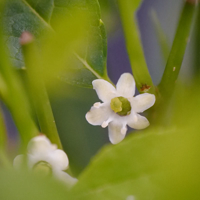 Little Goblin® Red Winterberry Holly - Image 2