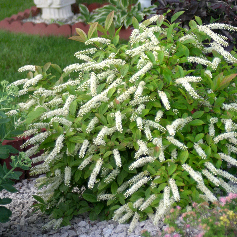 Little Henry® Sweetspire (Itea)