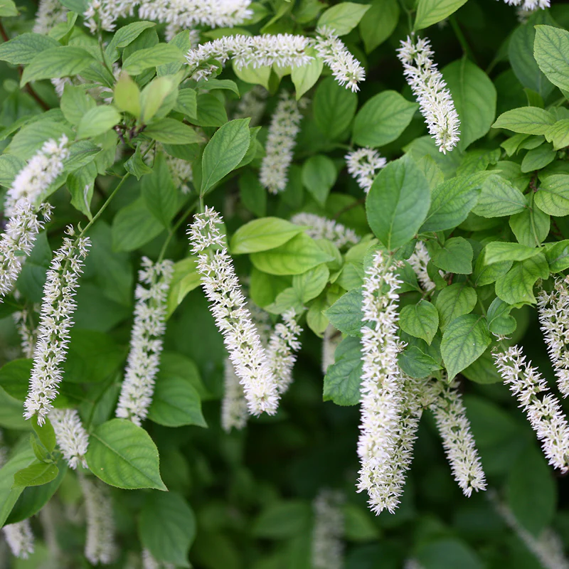 Little Henry® Sweetspire (Itea) - Image 2