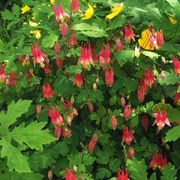 'Little Lanterns' Columbine (Aquilegia) - Image 3