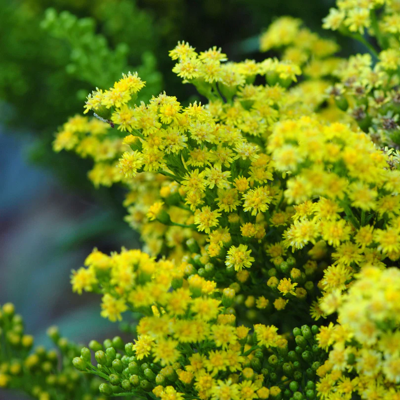Little Lemon® Goldenrod (Solidago) - Image 2